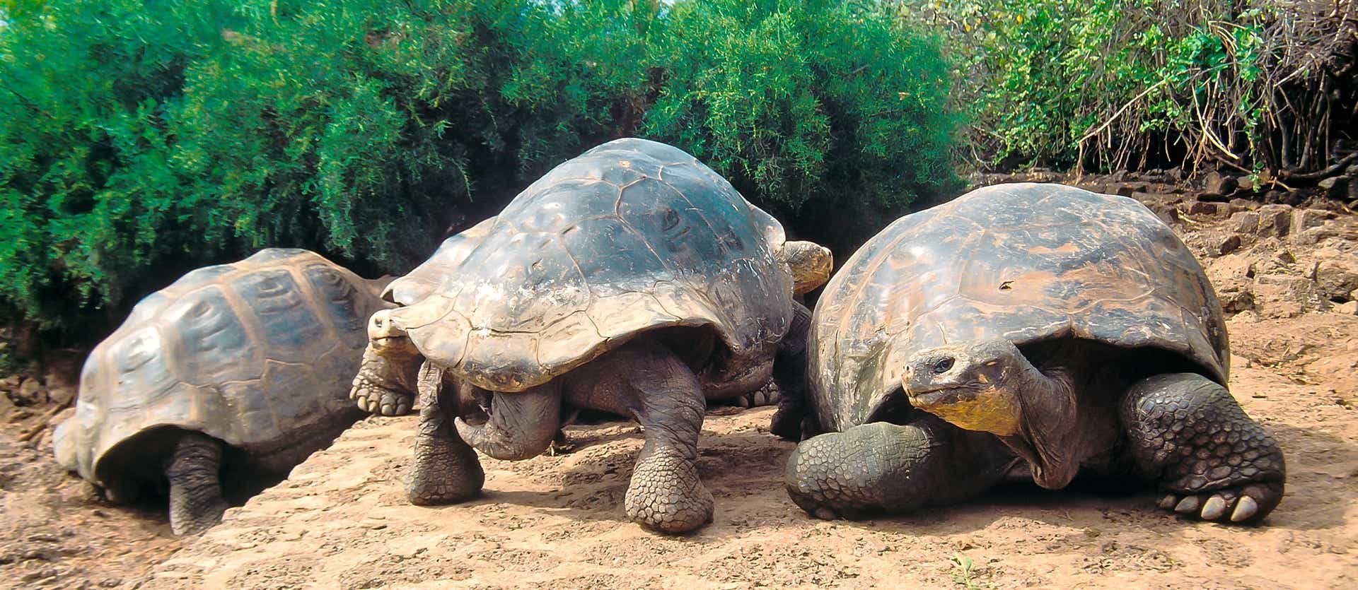 Giant Tortoises on Santa Cruz <span class="iconos separador"></span> Galapagos Islands <span class="iconos separador"></span> Ecuador