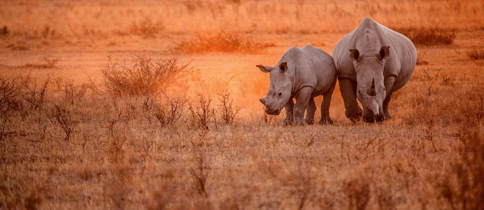 Rhinos in Moremi Game Reserve <span class="iconos separador"></span> Okavango Delta <span class="iconos separador"></span> Botswana