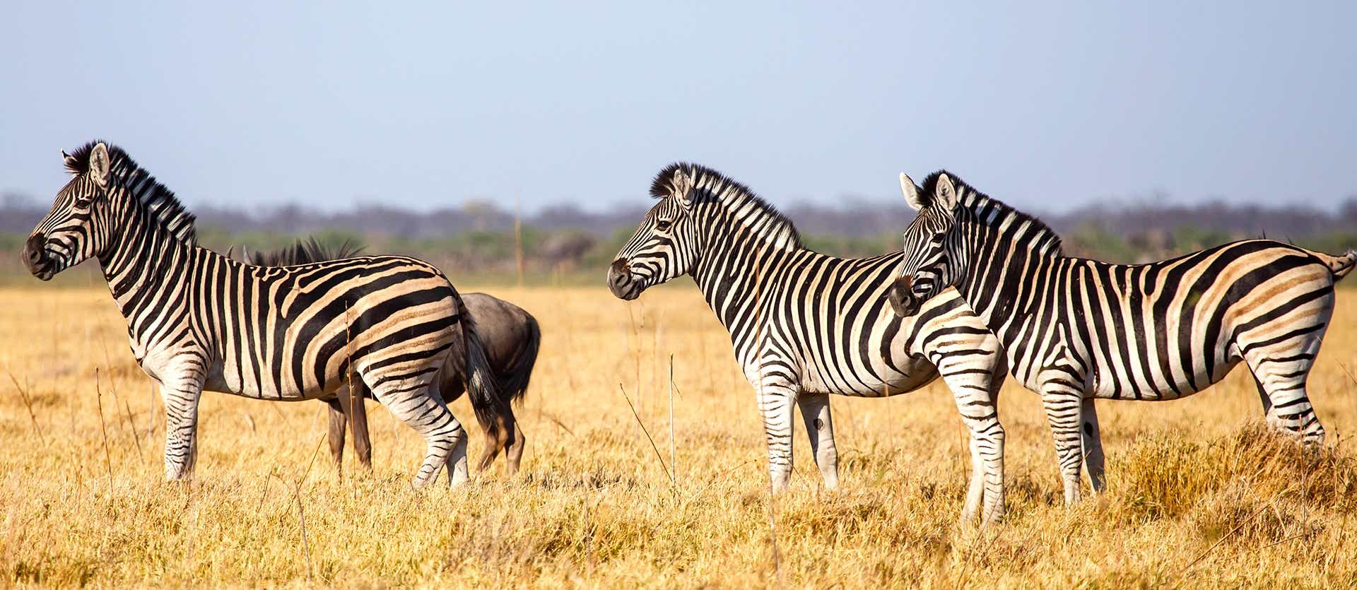 Zebras <span class="iconos separador"></span> Chobe National Park <span class="iconos separador"></span> Bostwana 