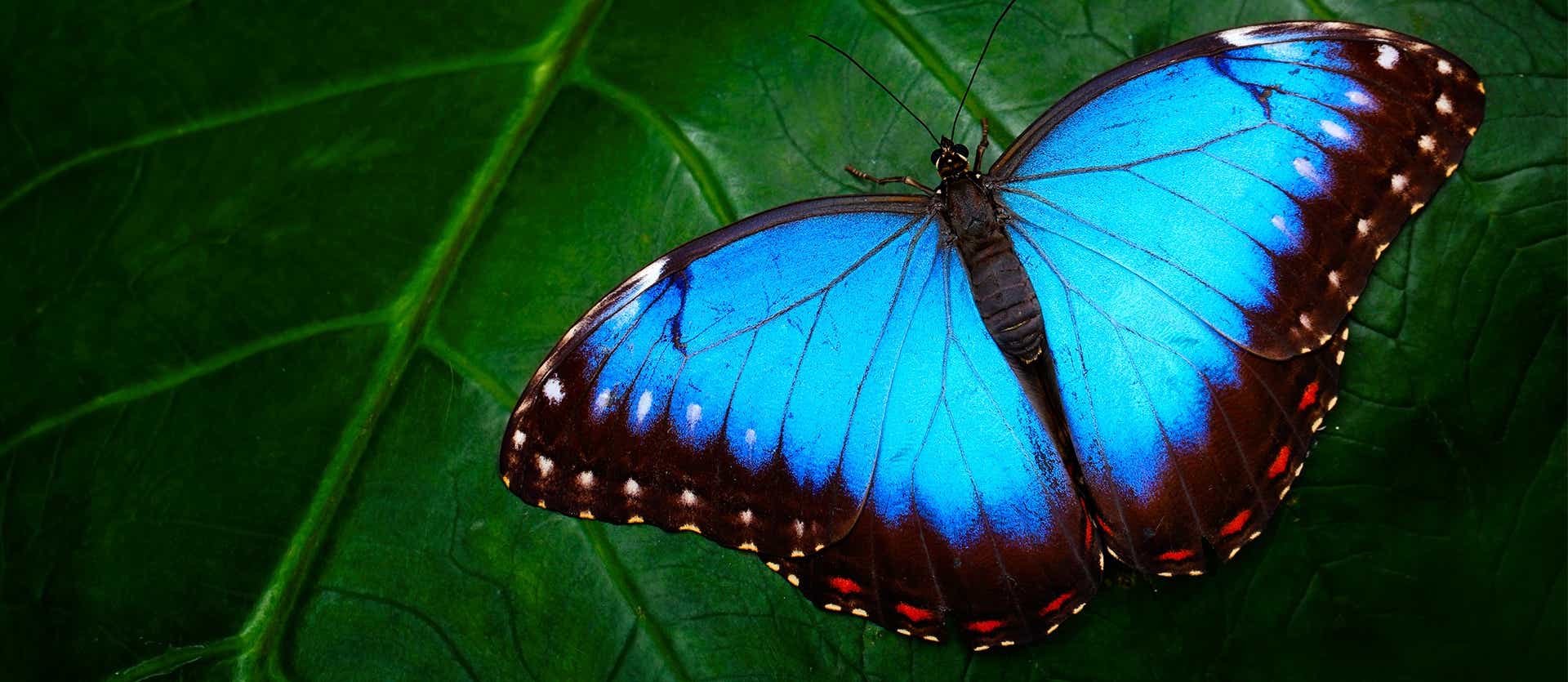 Blue Butterfly <span class="iconos separador"></span> Amazon