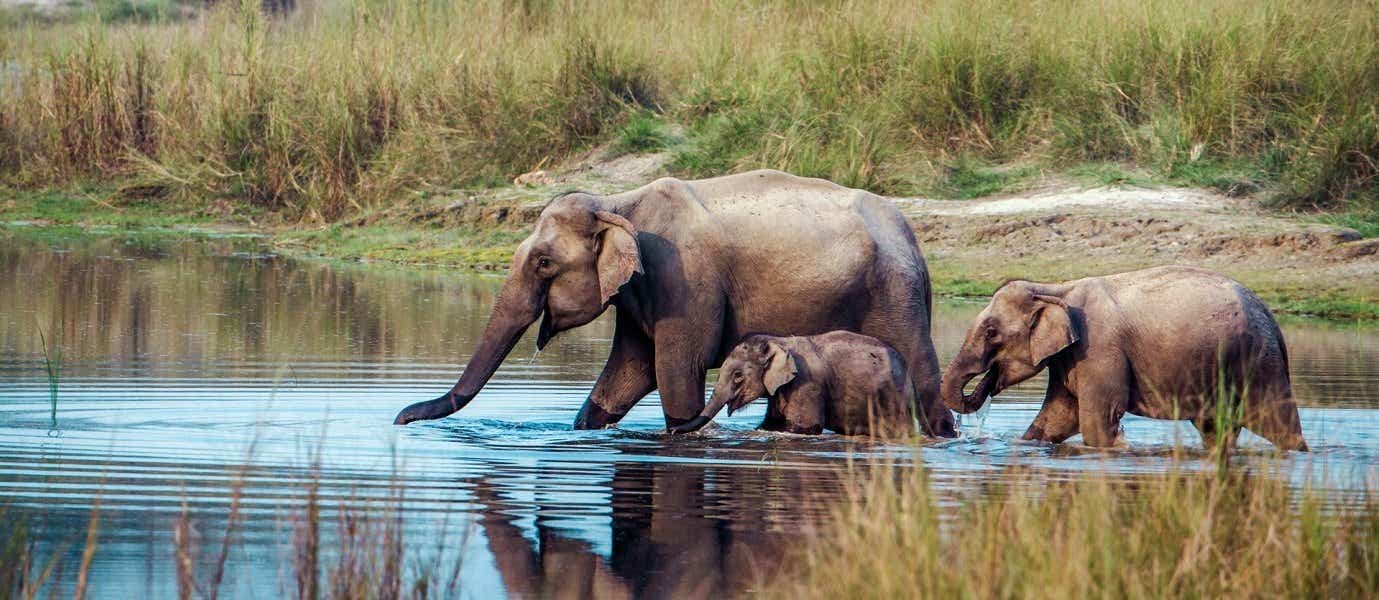 Elephants <span class="iconos separador"></span> Chitwan National Park <span class="iconos separador"></span> Nepal 