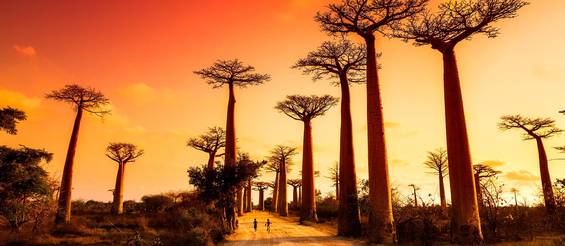 Land of the Baobabs