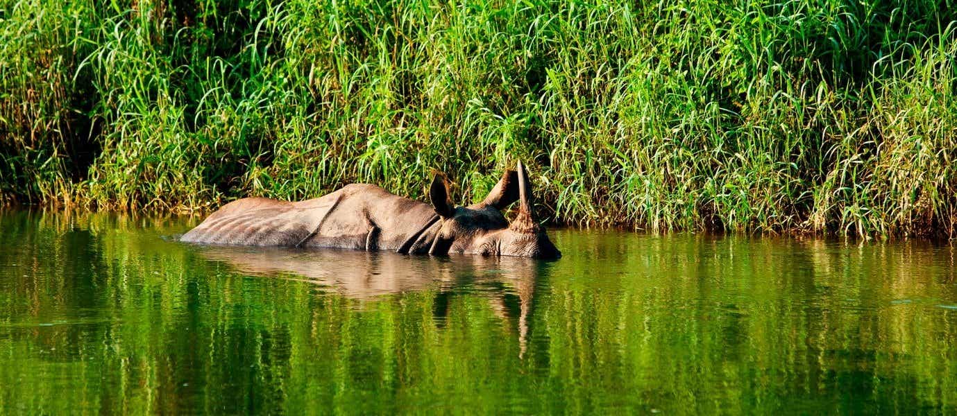 Rhino <span class="iconos separador"></span> Chitwan National Park