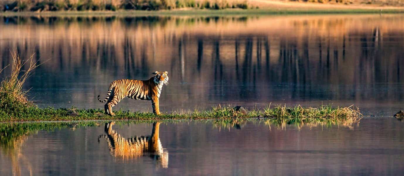 Bengal Tiger <span class="iconos separador"></span> Ranthambore 