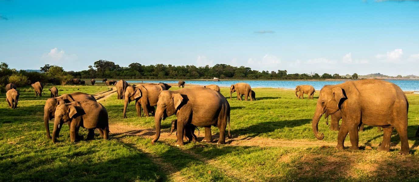 Elephants <span class="iconos separador"></span> Minneriya National Park <span class="iconos separador"></span> Sri Lanka