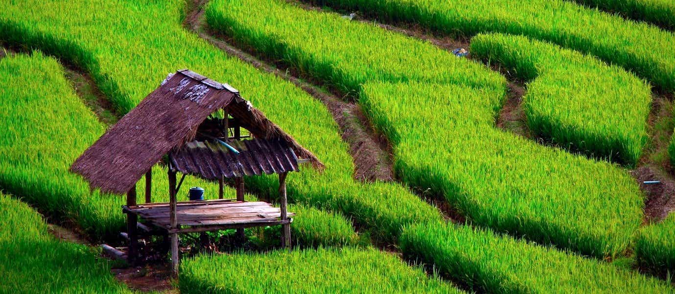 Rice Field <span class="iconos separador"></span> Chiang Mai 