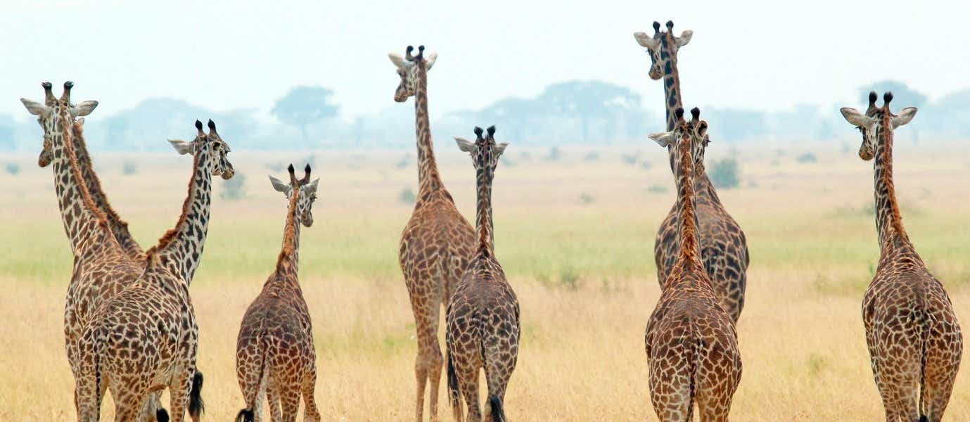 Giraffes <span class="iconos separador"></span> Serengeti National Park