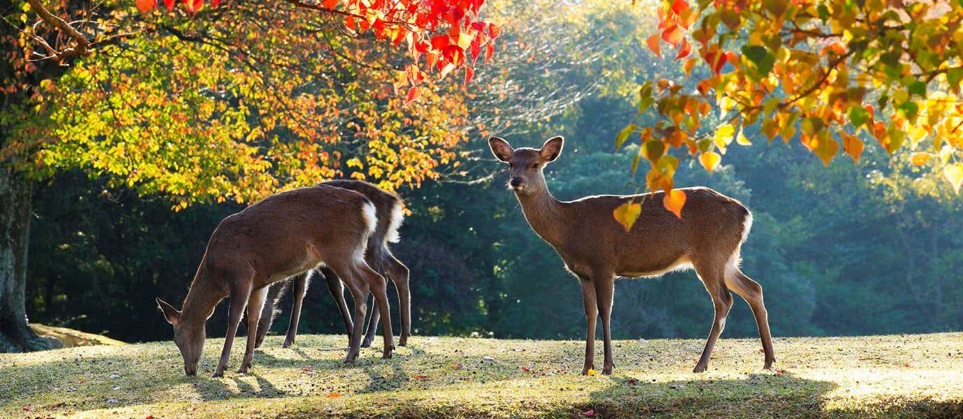 Deers <span class="iconos separador"></span> Nara Park