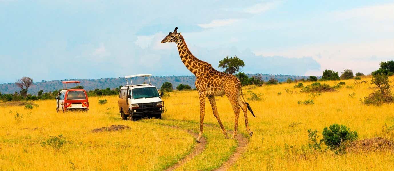 Giraffe <span class="iconos separador"></span> Maasai Mara National Reserve <span class="iconos separador"></span> Kenya 