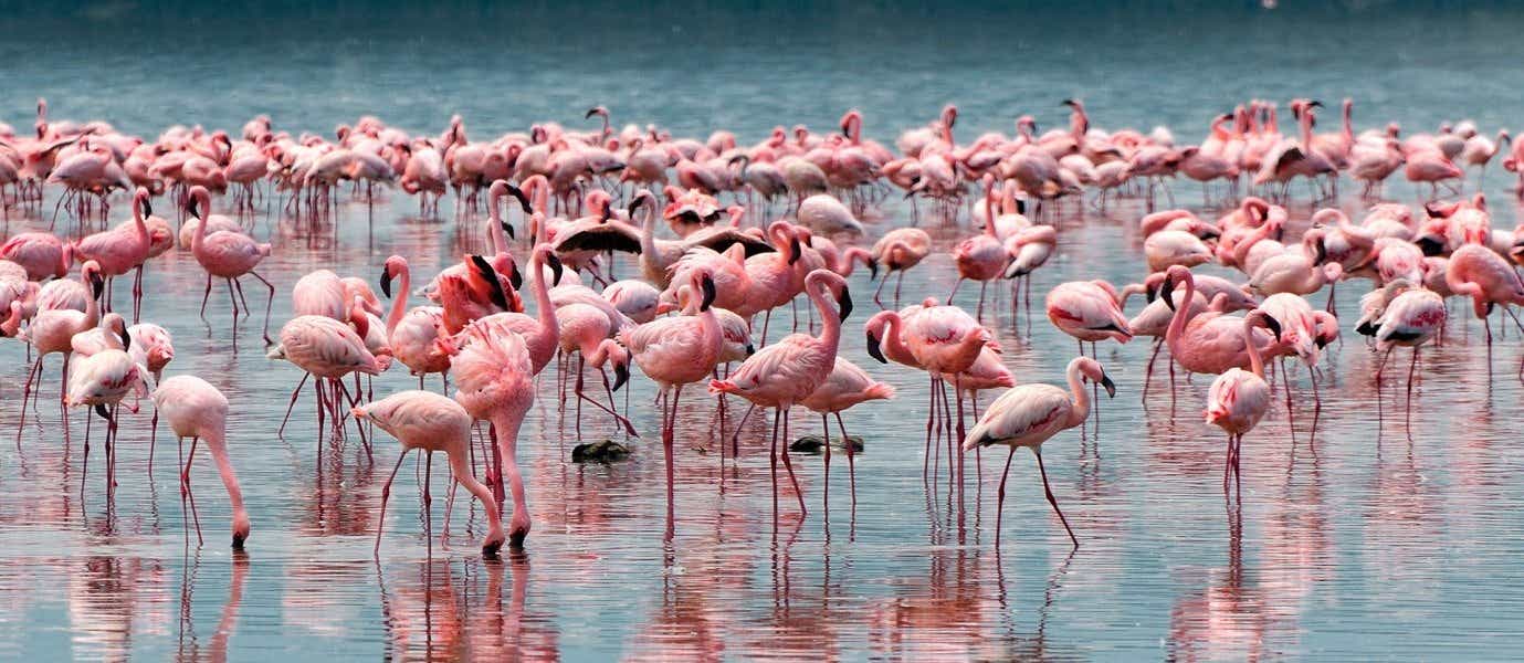 Flamingos <span class="iconos separador"></span> Lake Nakuru <span class="iconos separador"></span> Kenya 
