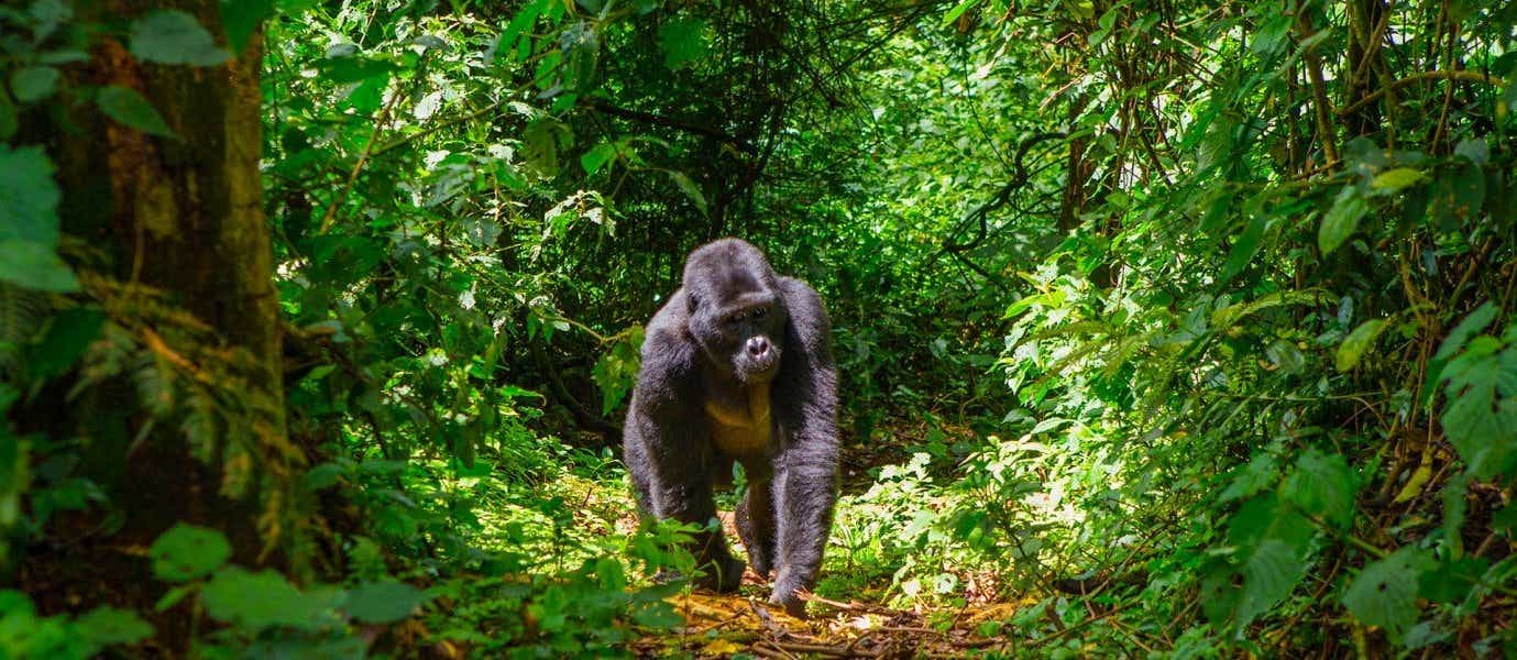 Berggorillas <span class="iconos separador"></span> Bwindi Impenetrable Nationalpark