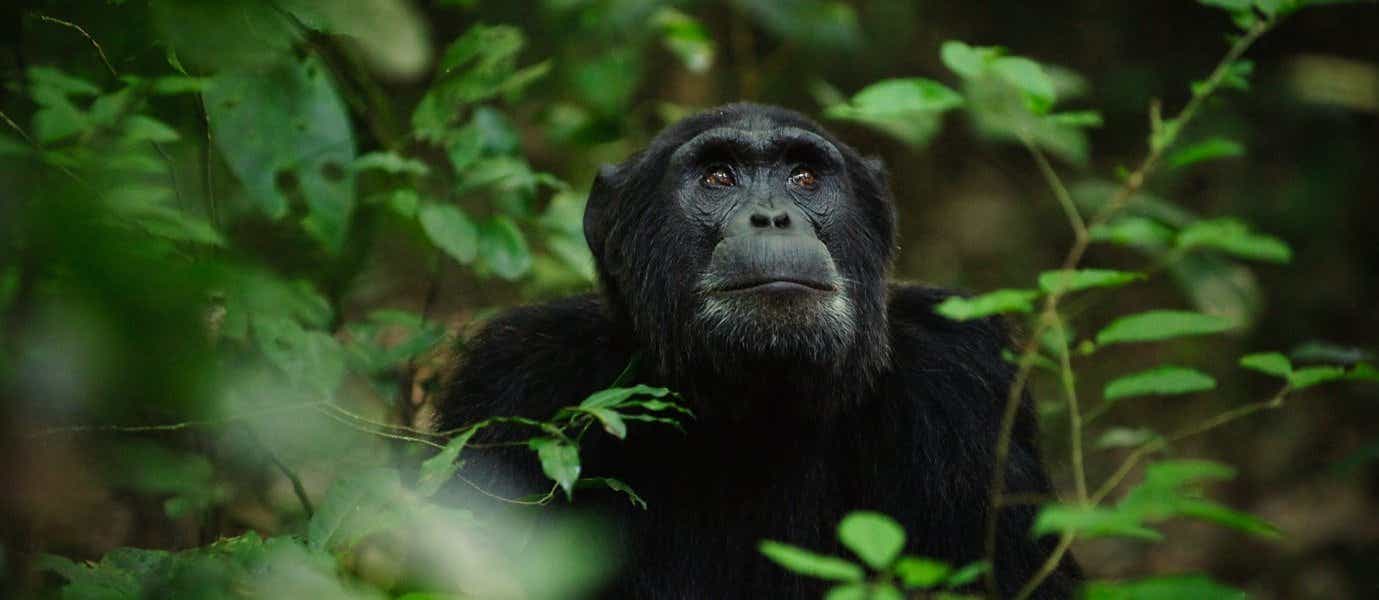 Schimpanse <span class="iconos separador"></span> Kibale-Nationalpark