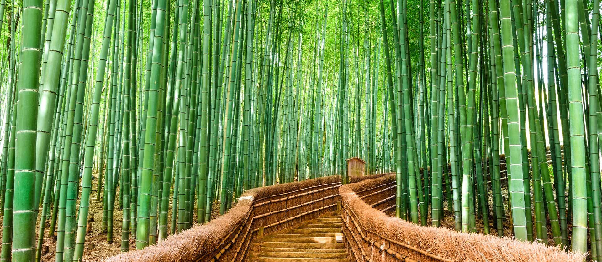 Forêt de bambous d'Arashiyama <span class="iconos separador"></span> Kyoto