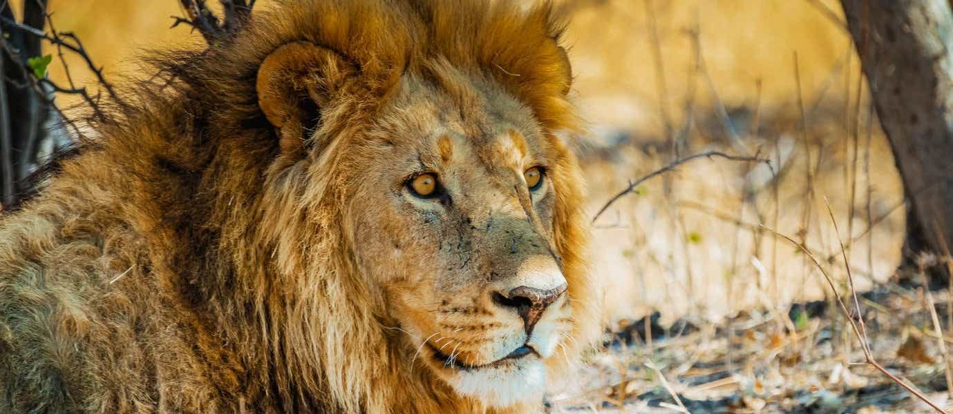 Le roi de la jungle <span class="iconos separador"></span> Parc national Kruger
