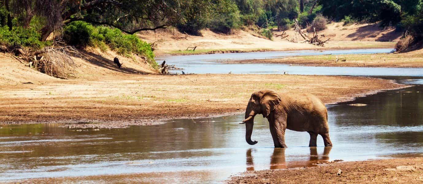 Éléphant <span class="iconos separador"></span> Parc national Kruger