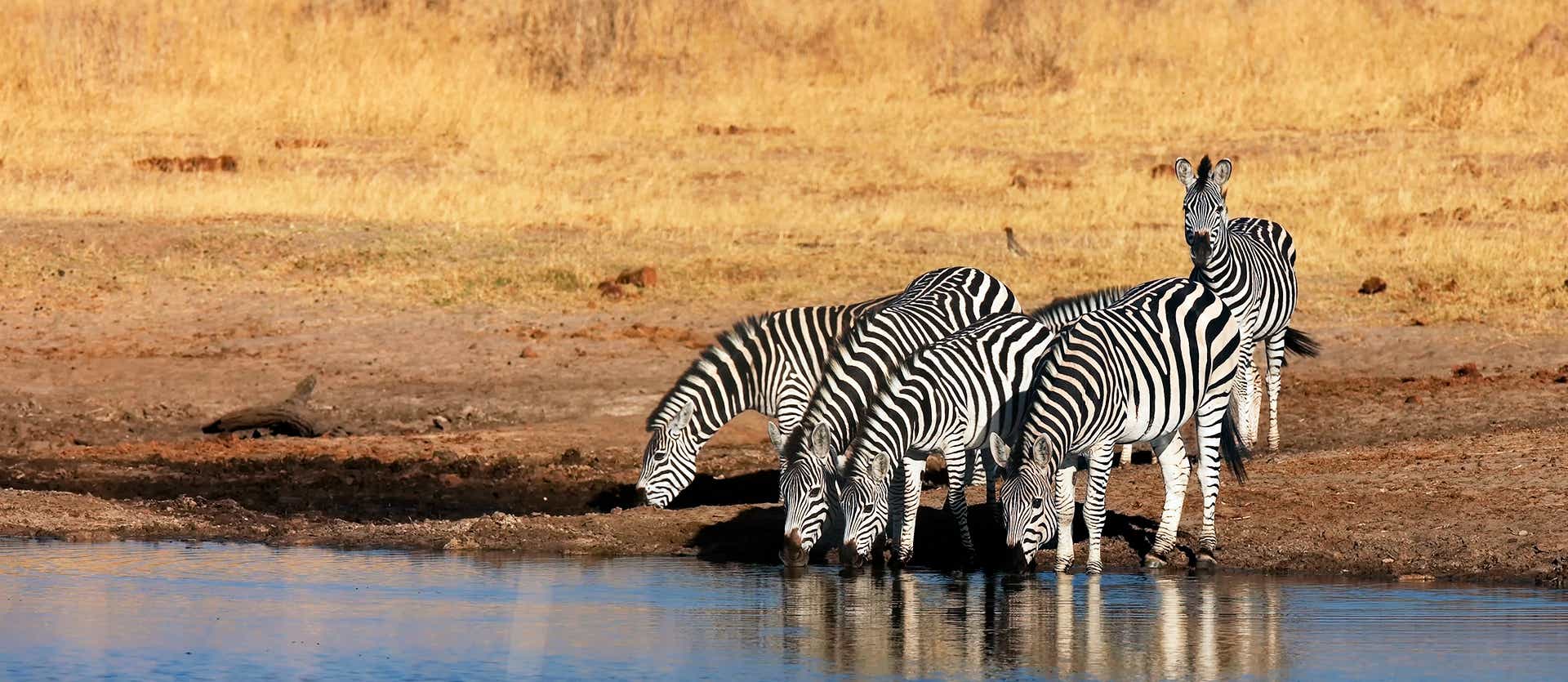 Zèbres sauvages <span class="iconos separador"></span> Parc national Kruger