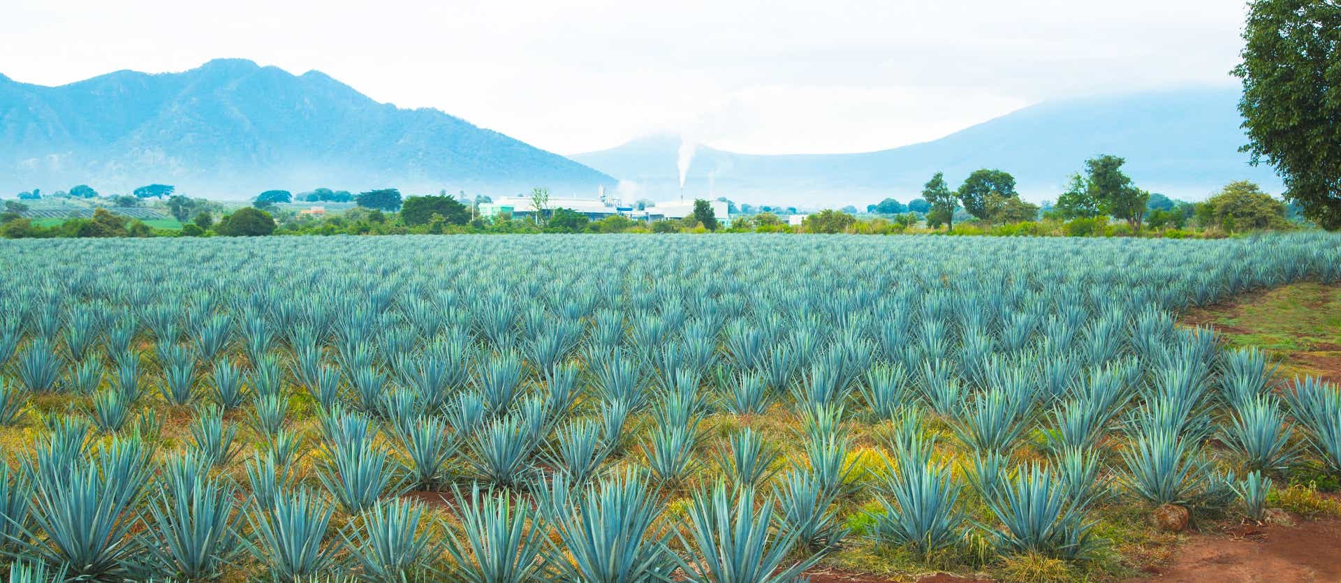 Champs d'agaves <span class="iconos separador"></span> Tequila
