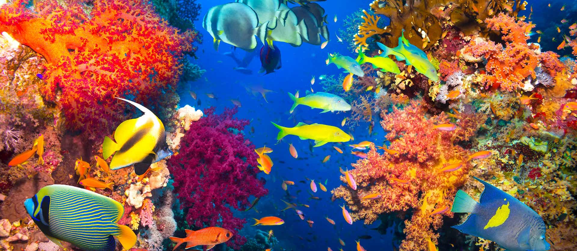 Récif corallien et poissons tropicaux <span class="iconos separador"></span> Punta Cana