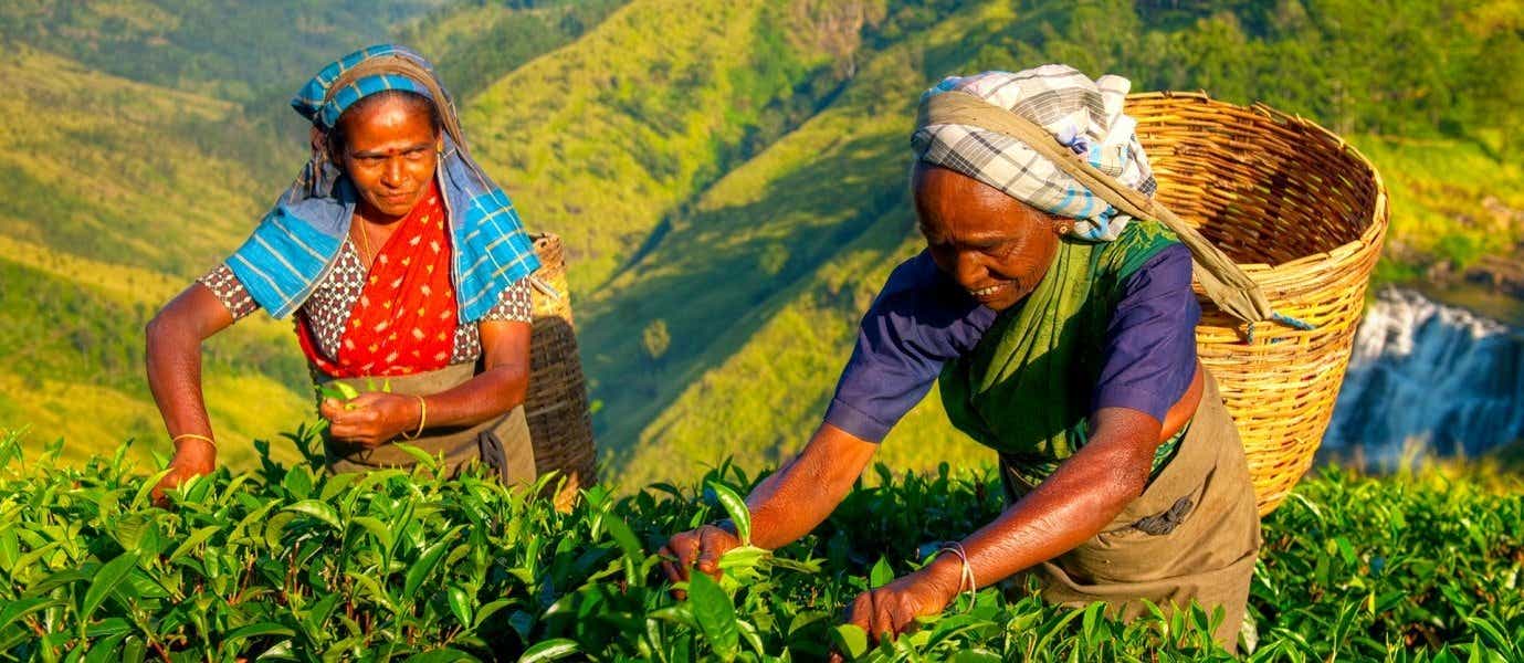 Cueilleuses dans les plantations de thé <span class="iconos separador"></span> Nuwara Eliya