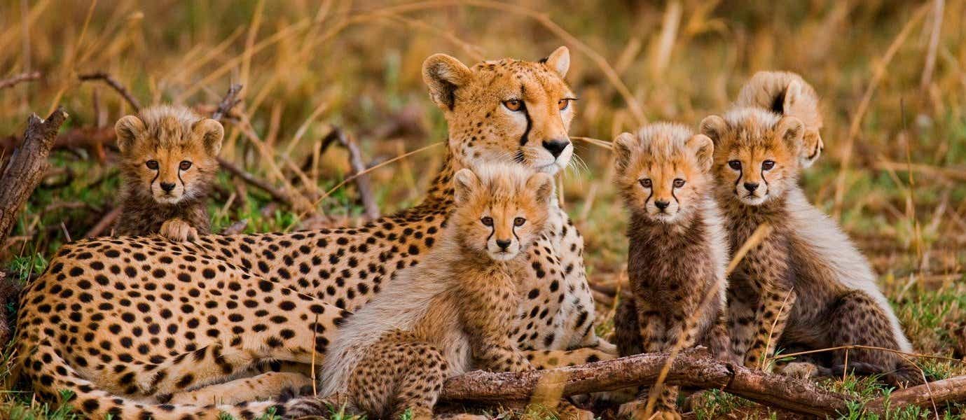 Famille de guépards <span class="iconos separador"></span> Parc National du Serengeti 
