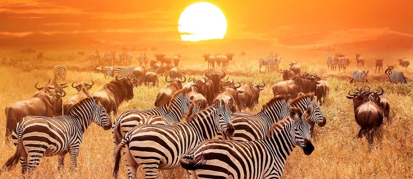 Coucher de soleil <span class="iconos separador"></span> Parc National du Serengeti