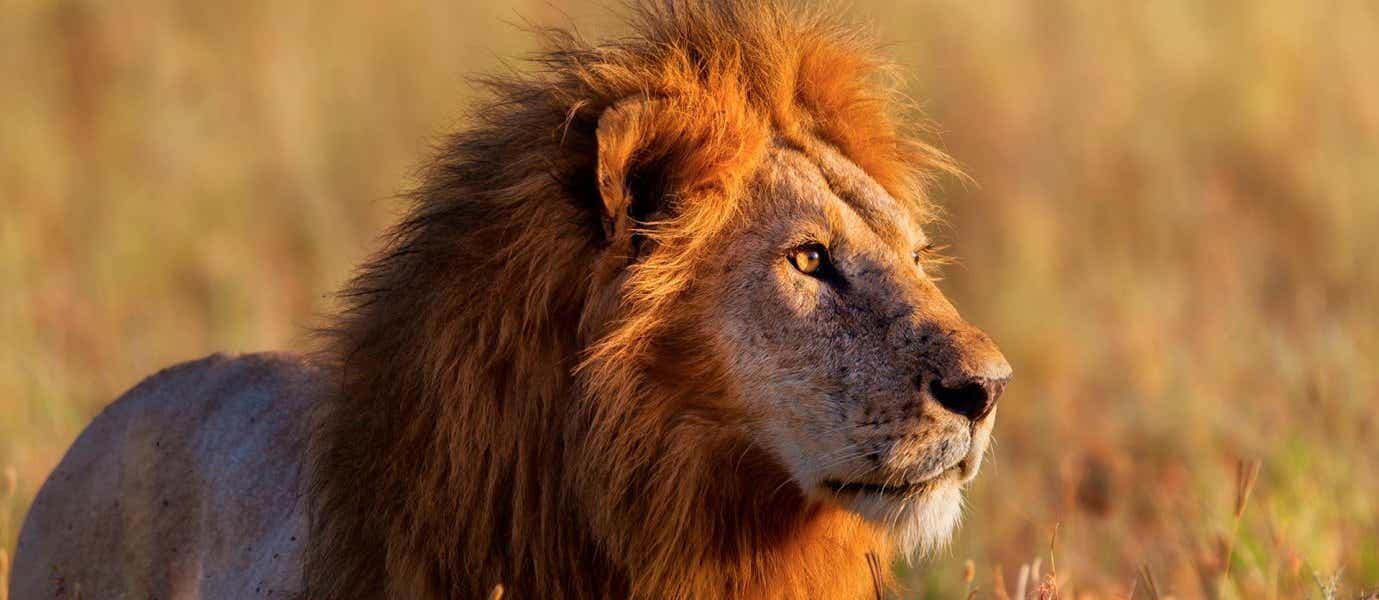 <span class="iconos separador"></span> Lion au Parc National du Serengeti <span class="iconos separador"></span>