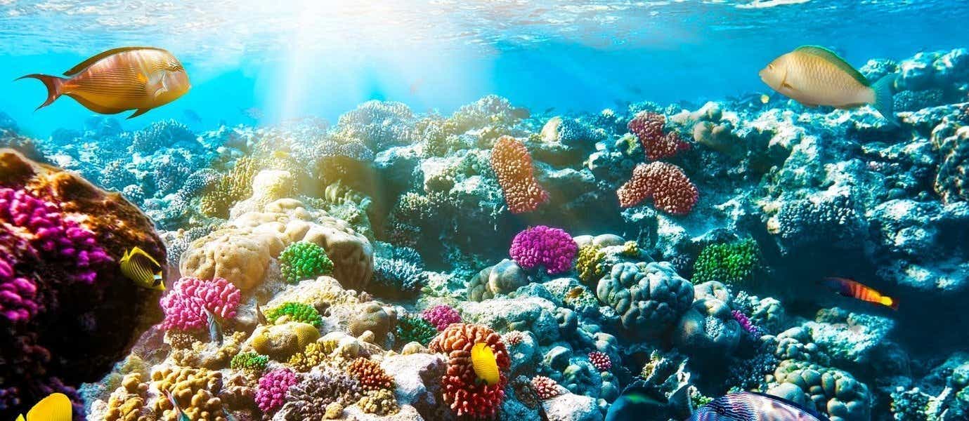 Récifs coralliens de la Mer Rouge <span class="iconos separador"></span> Hurghada