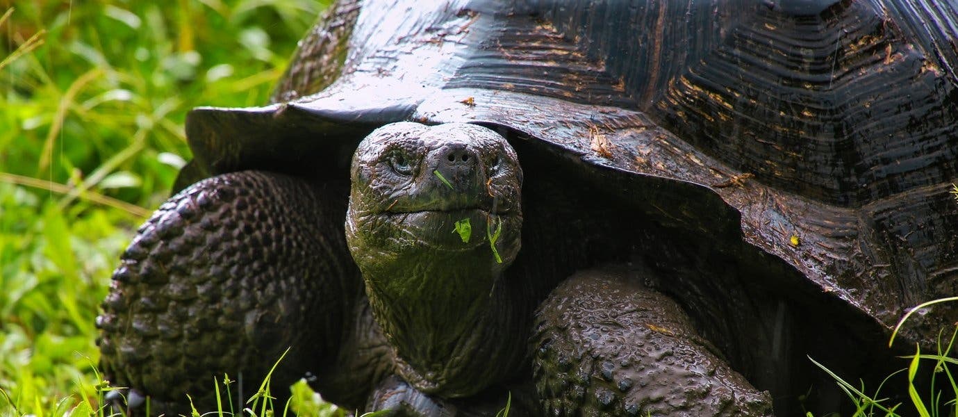 Giant Galapagos Tortoise <span class="iconos separador"></span> Galapagos Islands 