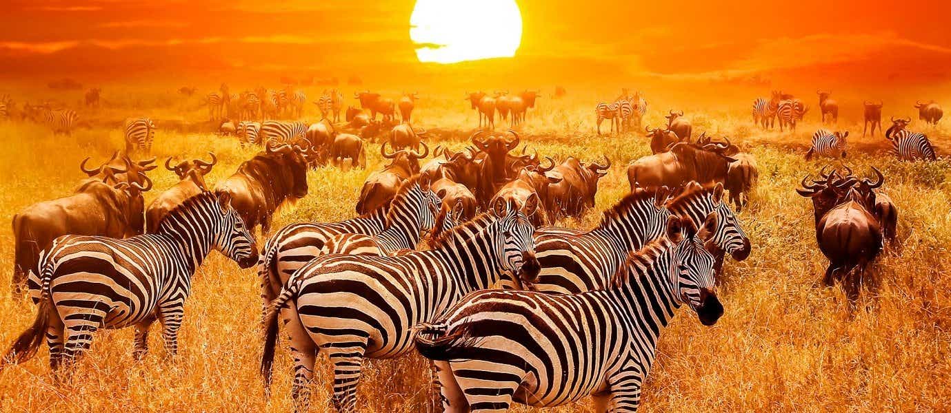 Zebras <span class="iconos separador"></span> Kruger National Park <span class="iconos separador"></span> South Africa 