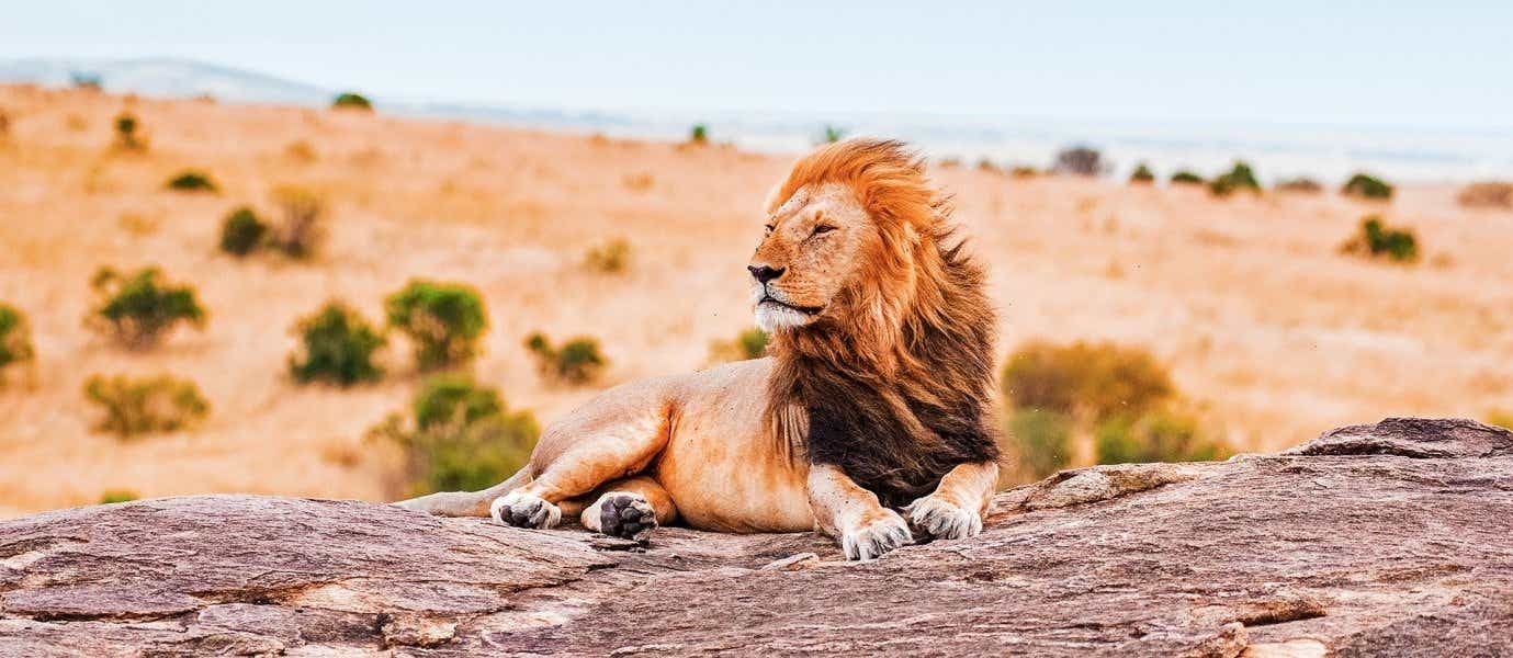 Lion <span class="iconos separador"></span> Kruger National Park