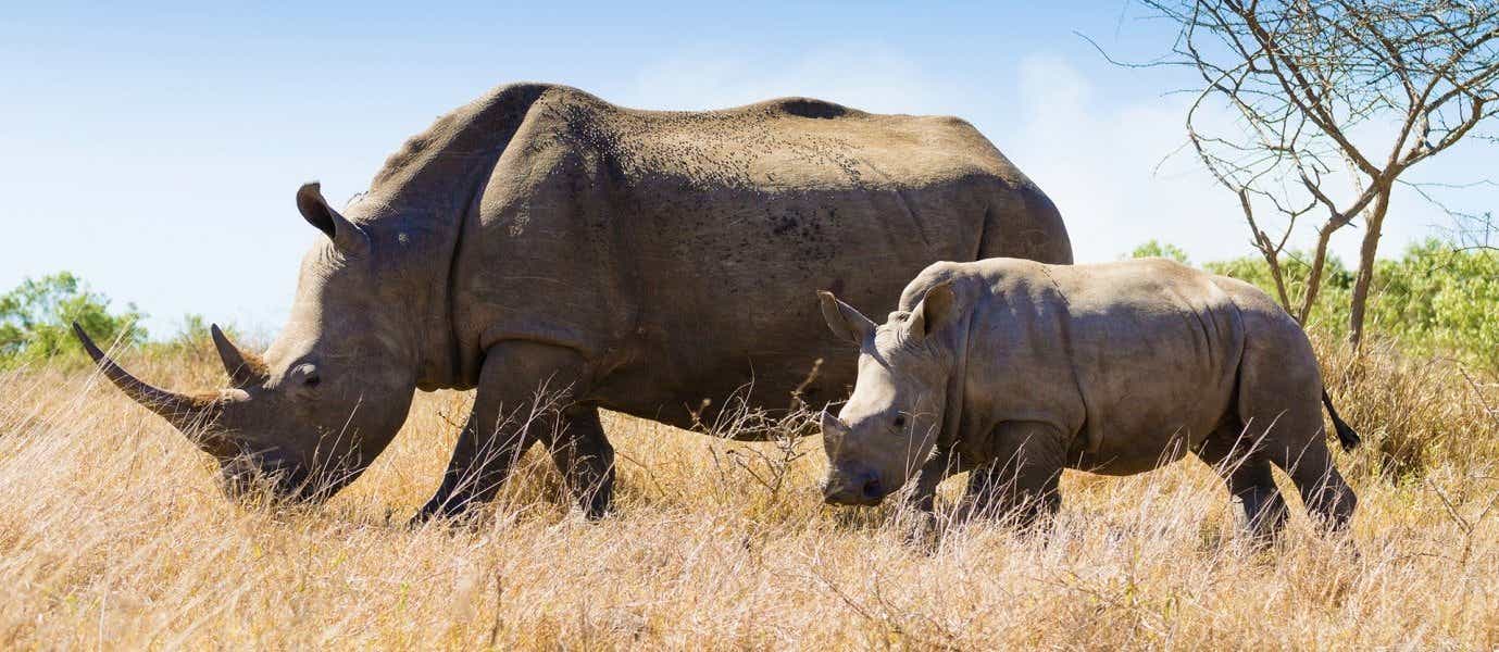 White Rhinos <span class="iconos separador"></span> Kruger National Park