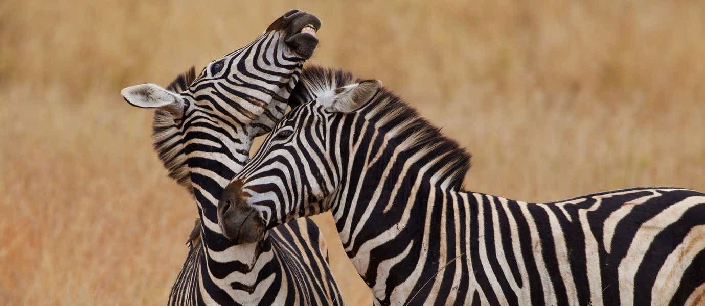 Zebras <span class="iconos separador"></span> Kruger National Park