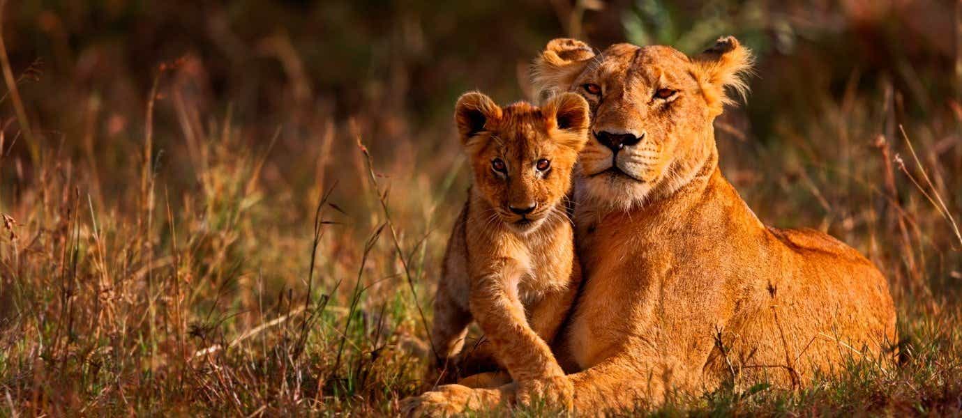 Lion Mother & Cub <span class="iconos separador"></span> Maasai Mara