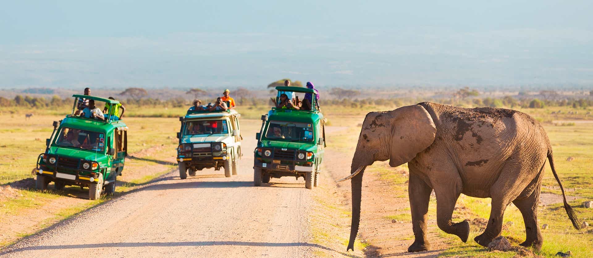 Elephant sighting on safari <span class="iconos separador"></span> Amboseli