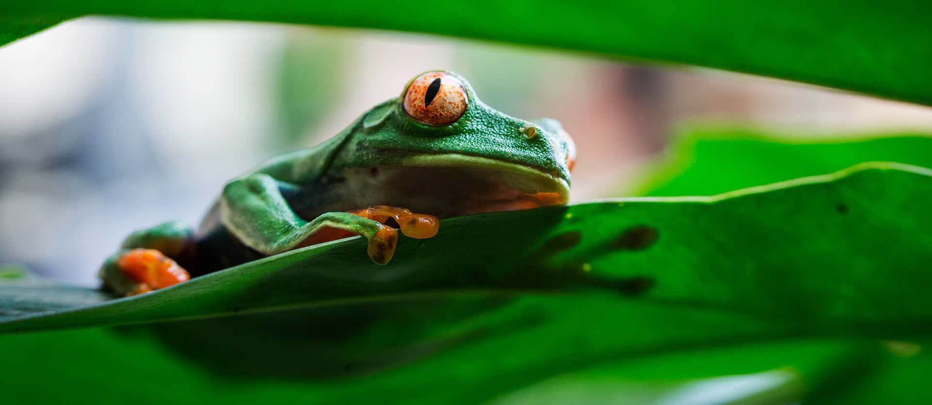 Tree Frog <span class="iconos separador"></span> Tortuguero <span class="iconos separador"></span> Costa Rica
