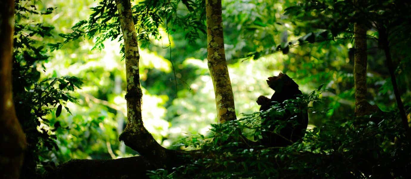 Chimpanzee <span class="iconos separador"></span> Kibale National Park
