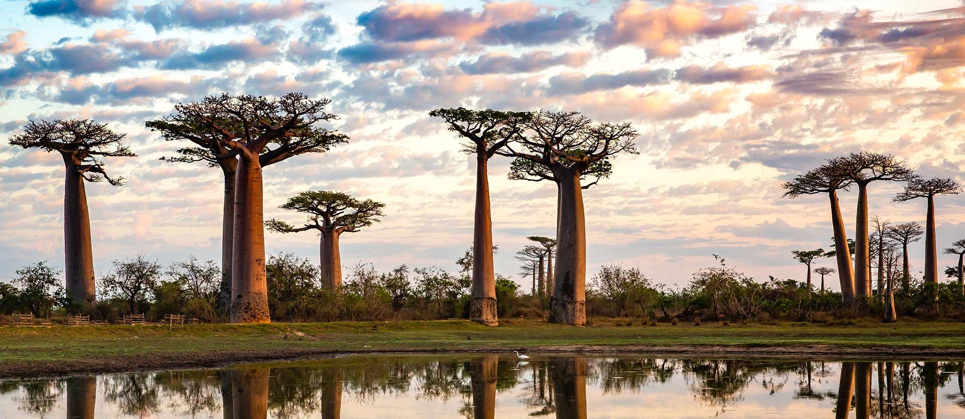 Avenue of Baobabs <span class="iconos separador"></span> Morondava <span class="iconos separador"></span> Madagascar