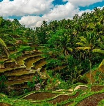 Adventures in Java & Bali Paradise
