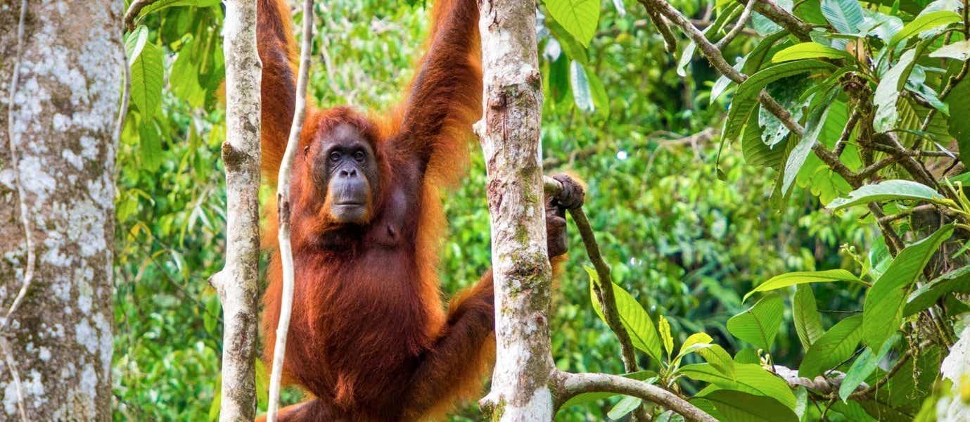 Orangutan <span class="iconos separador"></span> Semenggoh Nature Reserve <span class="iconos separador"></span> Borneo
