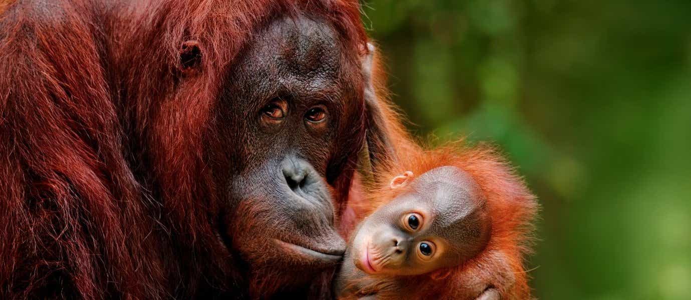 Orangutans <span class="iconos separador"></span> Kuching <span class="iconos separador"></span> Borneo