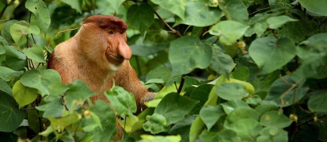 Proboscis monkey <span class="iconos separador"></span> Bako National Park <span class="iconos separador"></span> Borneo