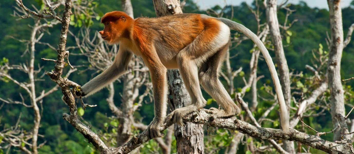 Proboscis Monkey <span class="iconos separador"></span> Bako National Park <span class="iconos separador"></span> Borneo 