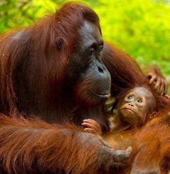 Between Rainforests & Orangutans