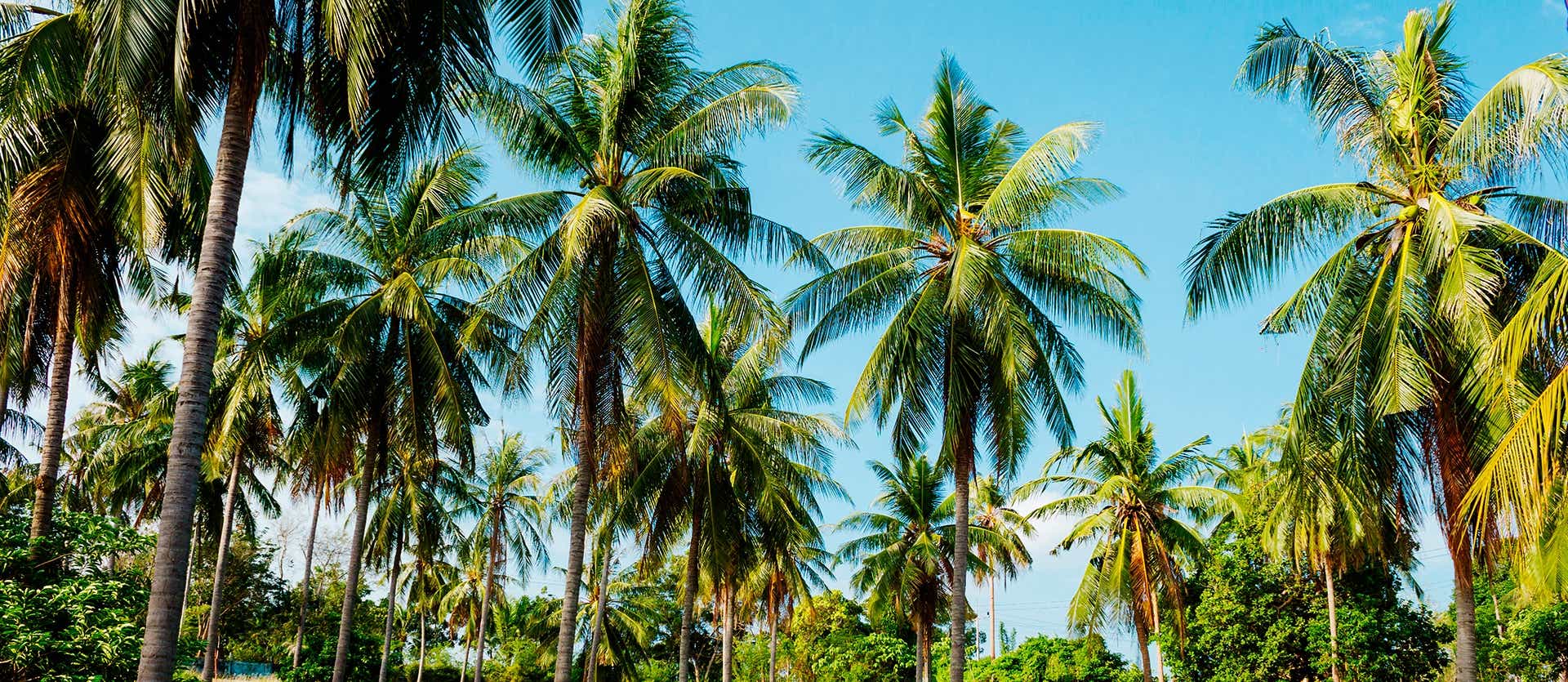 Tropical Palm Trees <span class="iconos separador"></span> Bangkok