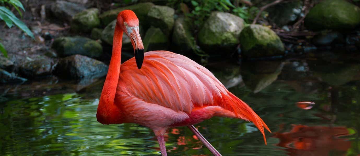 Flamingo <span class="iconos separador"></span> Galapagos Islands 