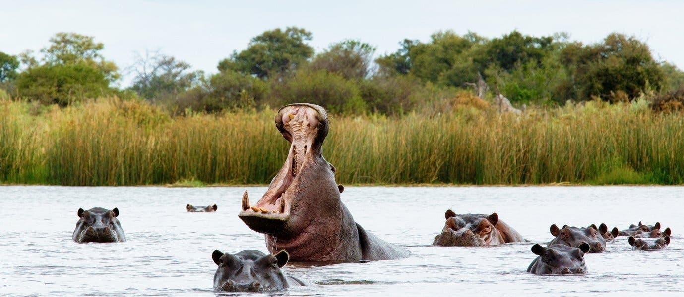 Hippos <span class="iconos separador"></span> Chobe National Park <span class="iconos separador"></span> Bostwana 
