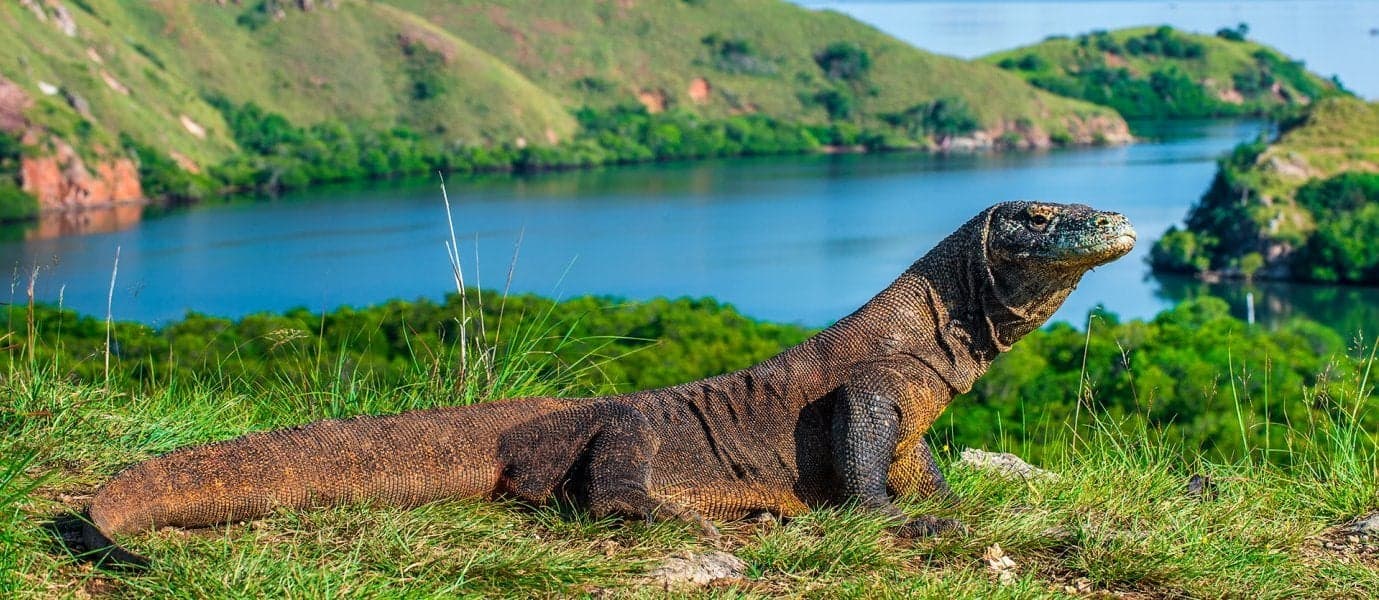 Komodo Dragon <span class="iconos separador"></span> Flores