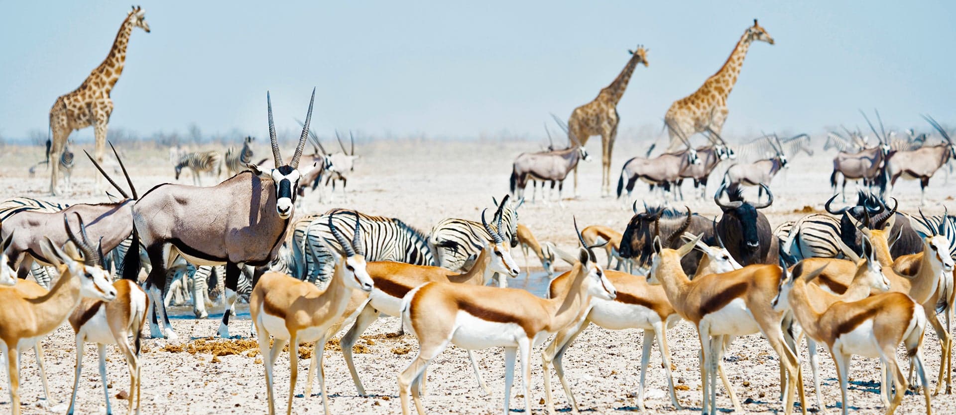 Faune au point d'eau <span class="iconos separador"></span> Parc national d'Etosha <span class="iconos separador"></span> Namibie