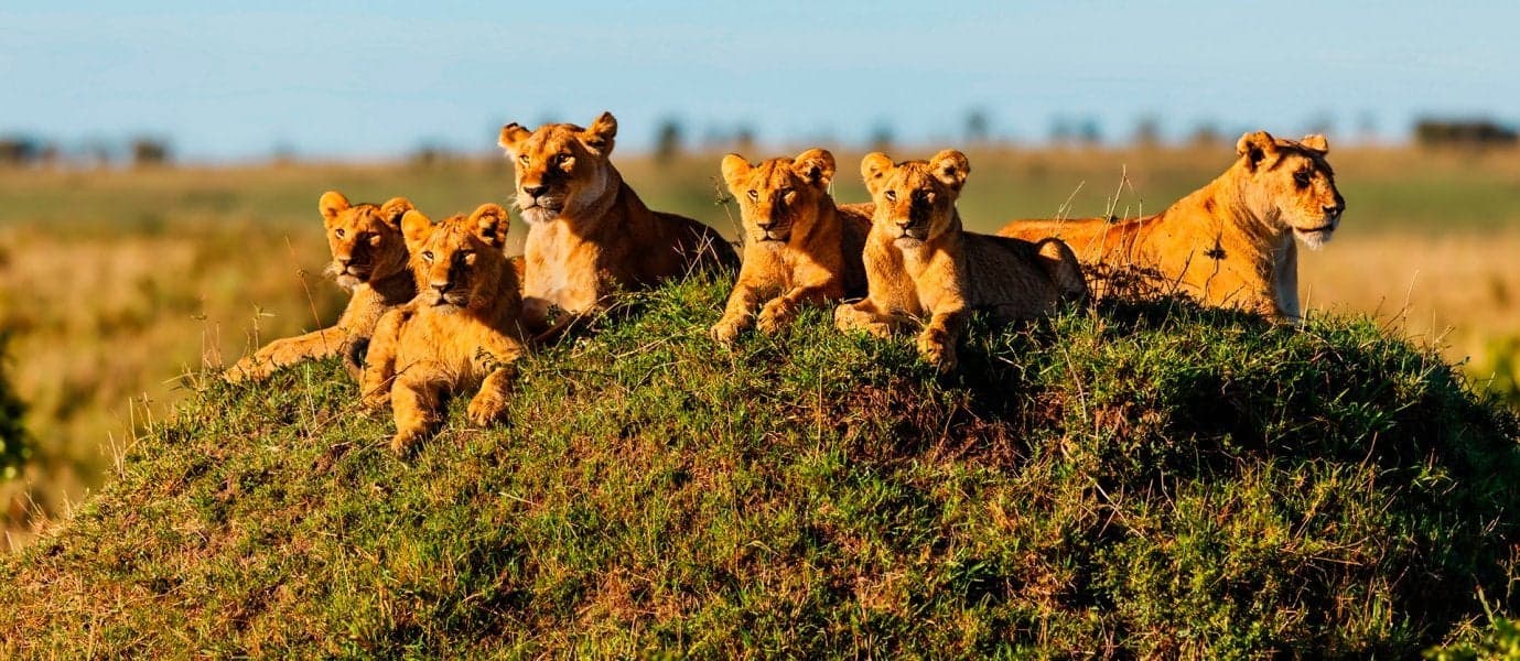 Groupe de lions <span class="iconos separador"></span> Maasai Mara <span class="iconos separador"></span> Kenya