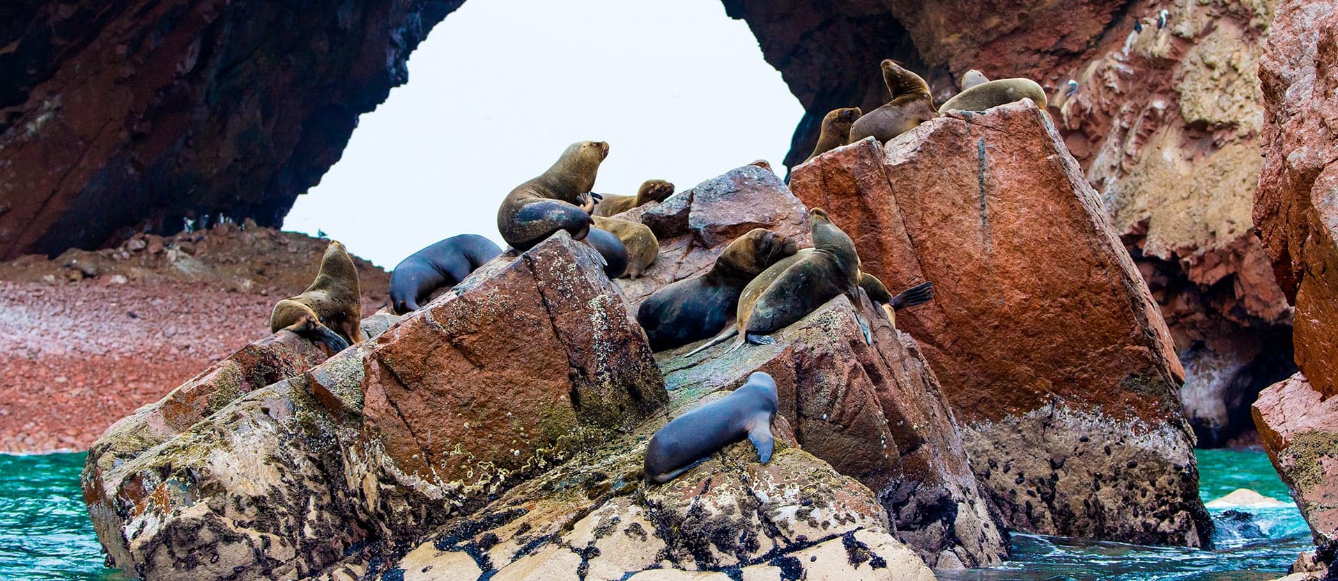 Otaries <span class="iconos separador"></span> Paracas